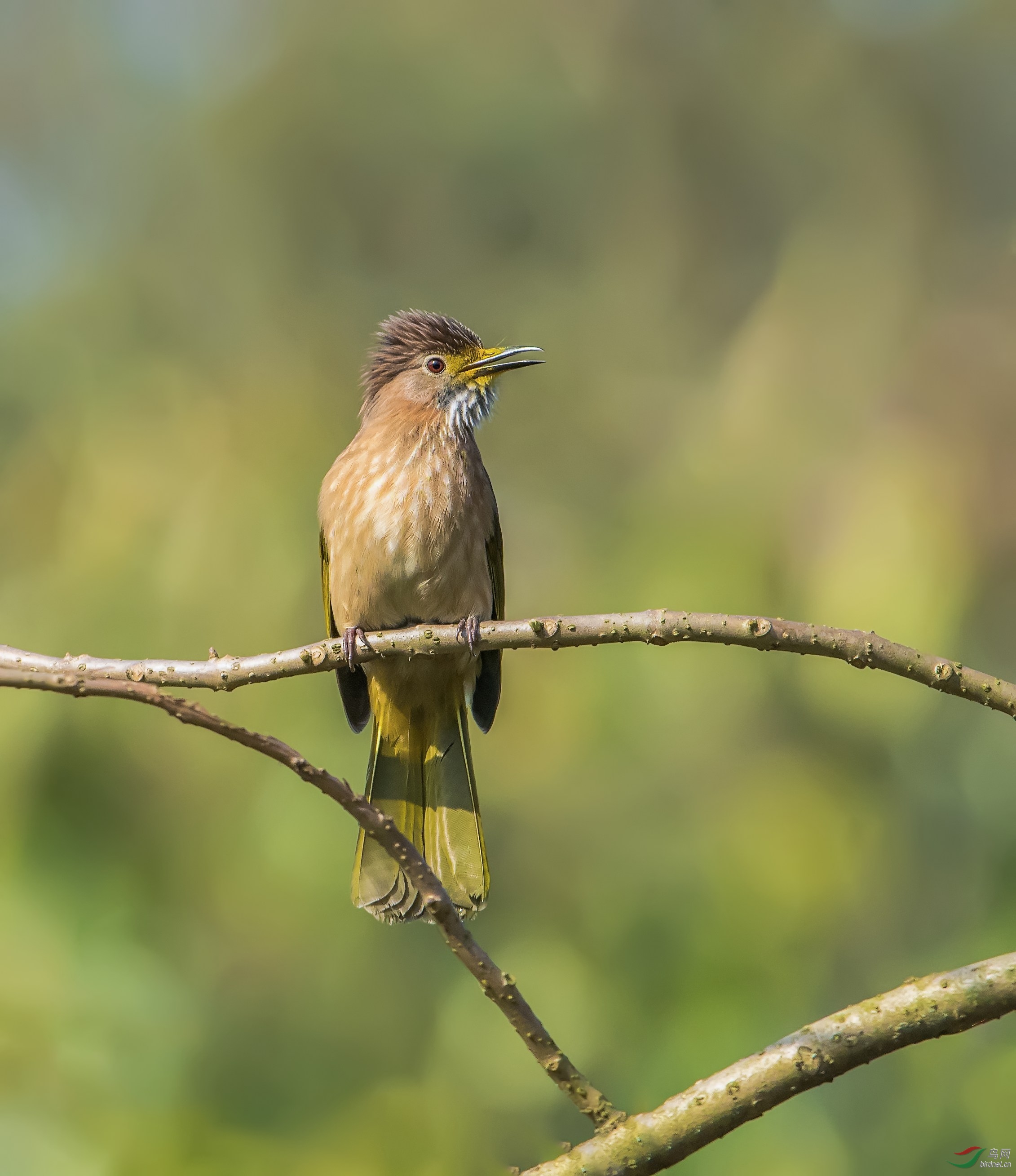 绿翅短脚鹎 - 青海版 qinghai 鸟网