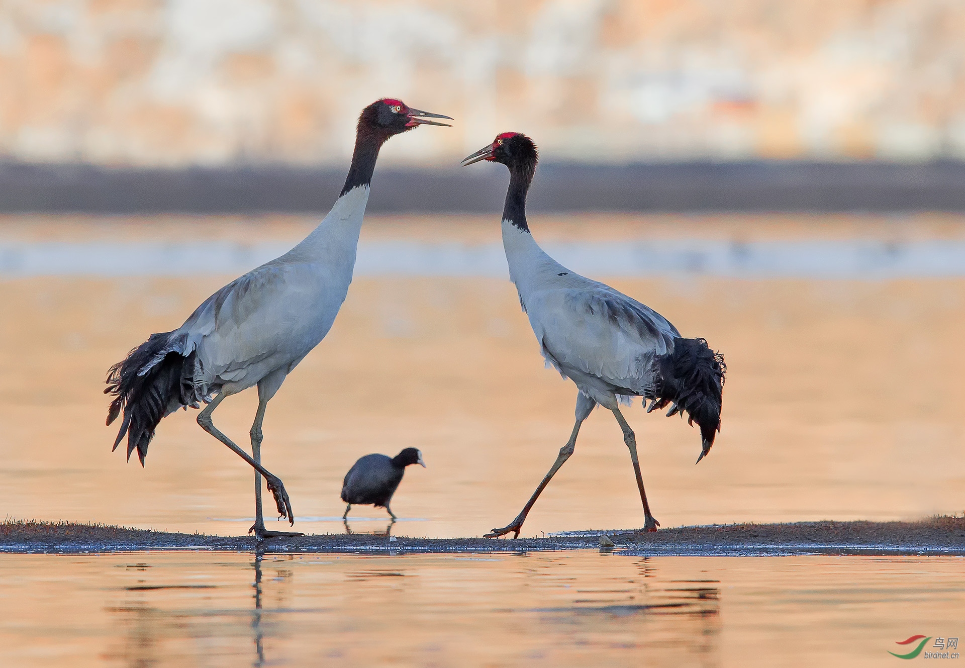 交流— 纳帕海拍黑颈鹤