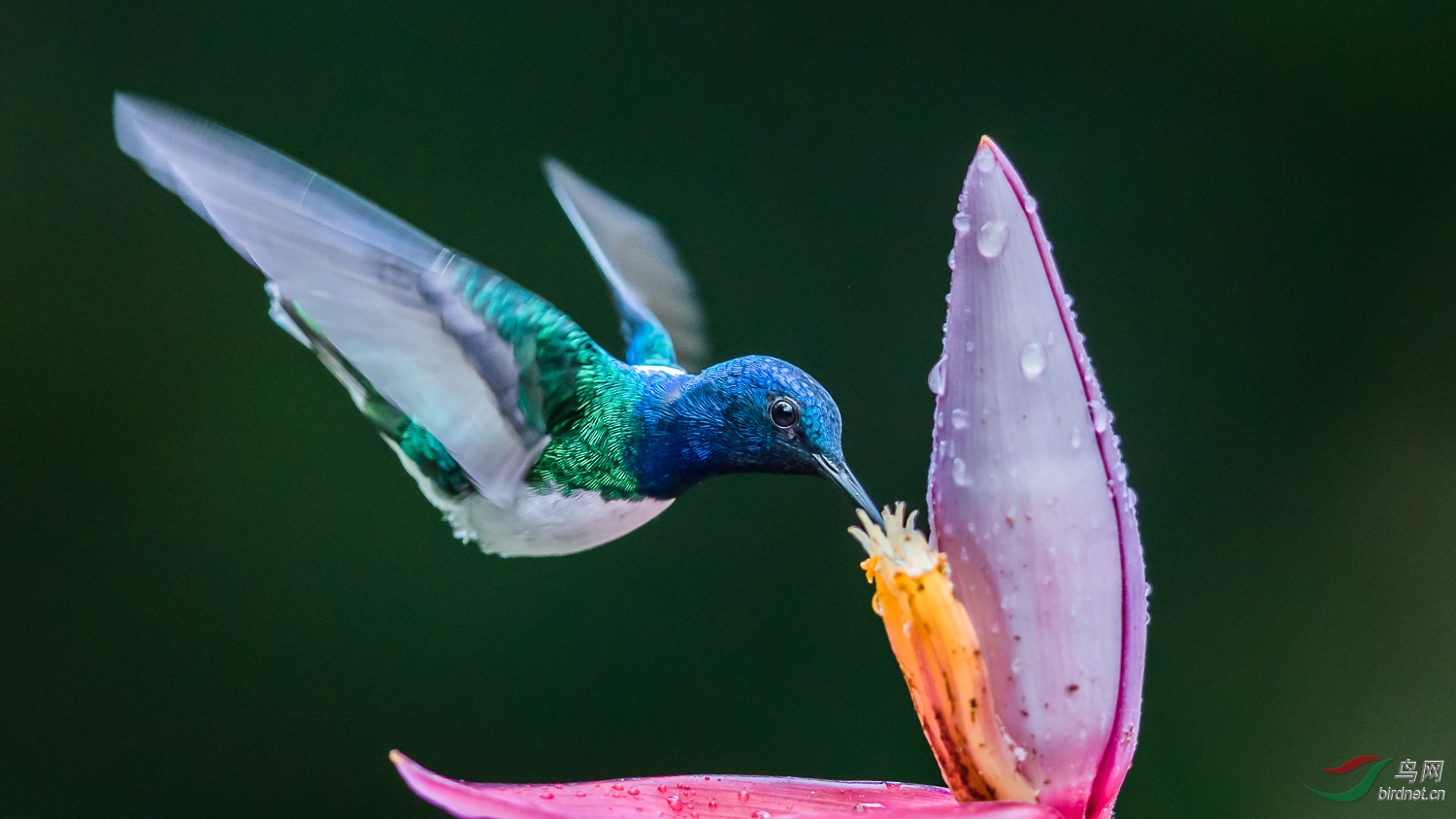 birdnet�����ۺͿ���.jpg