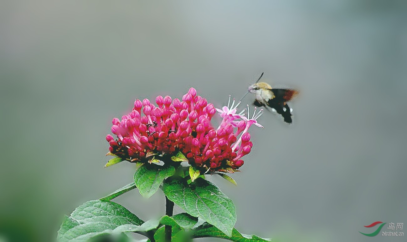 DSC_0712_����_conew1.jpg