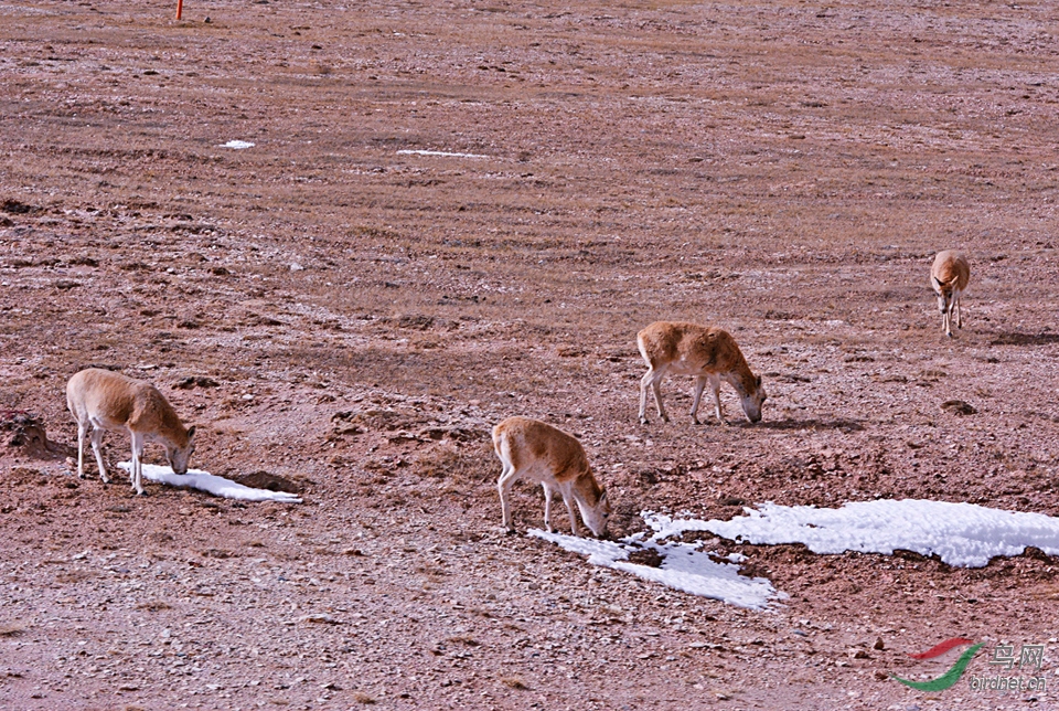 �    �й�    ����  ���ط��   18725261158  ���� (1).JPG