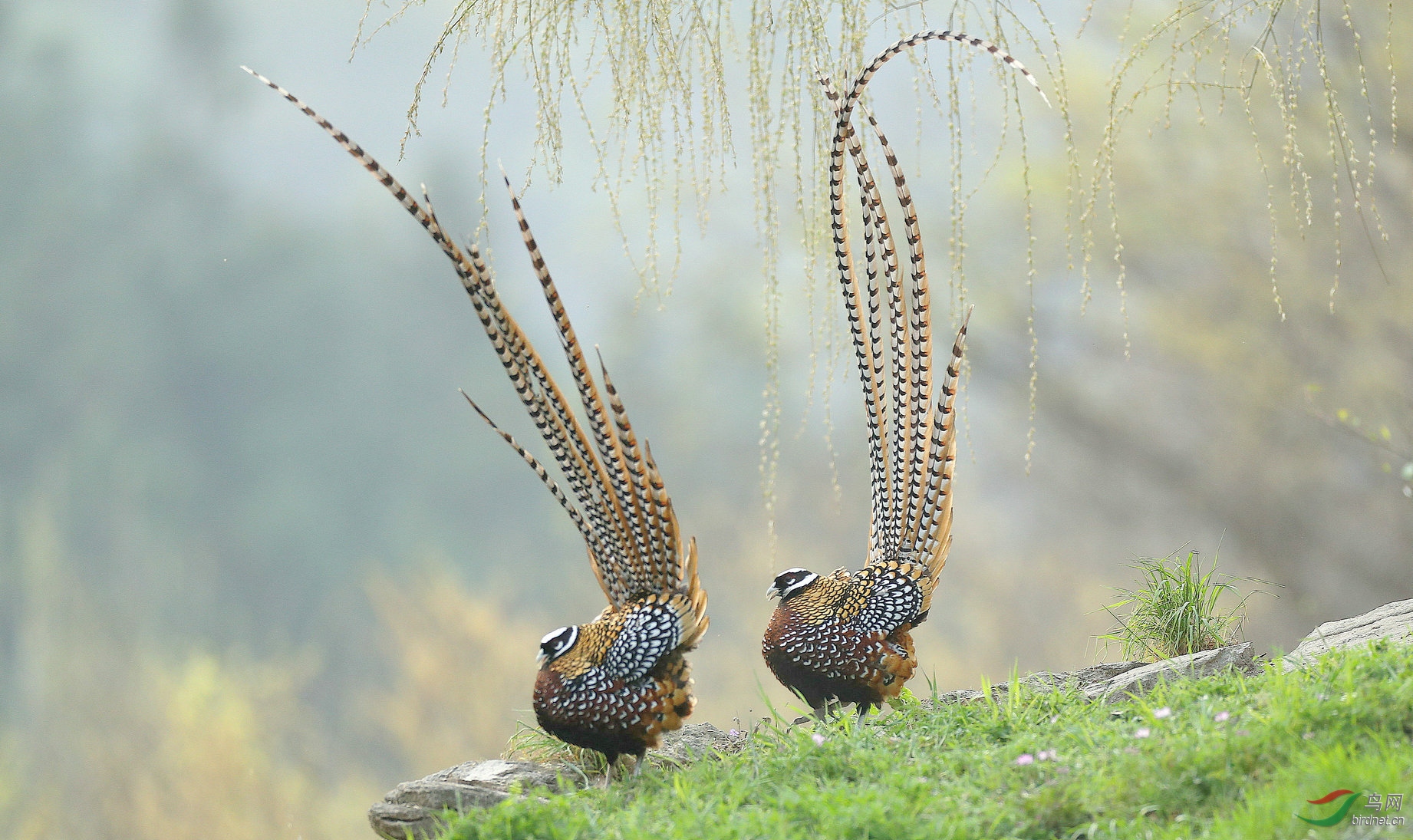 白冠长尾雉(求偶)