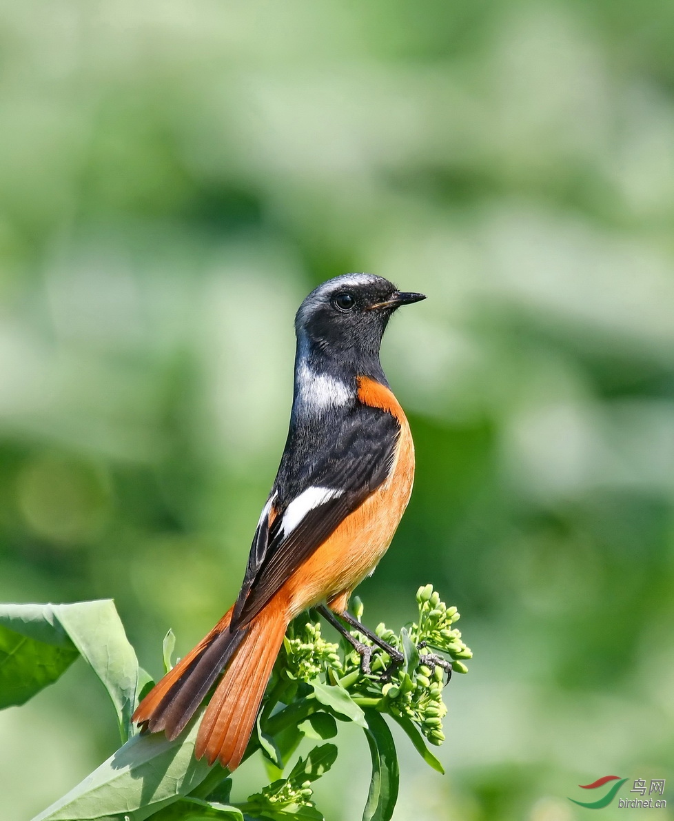 DSC_0035a.JPG