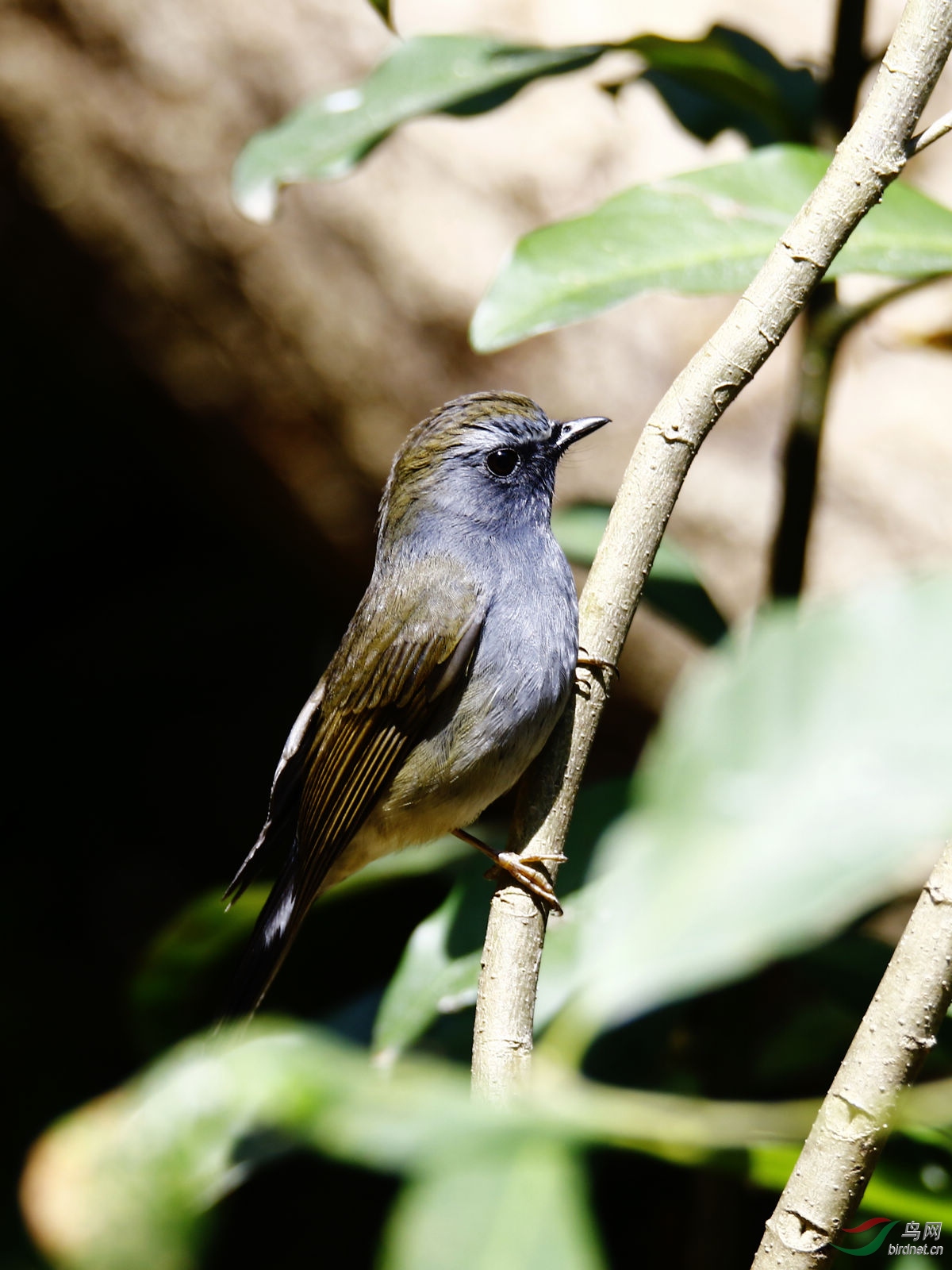 短尾鹪鹛  请教版主老师,这个是什么鸲吗?拍摄于高黎贡山百花岭.