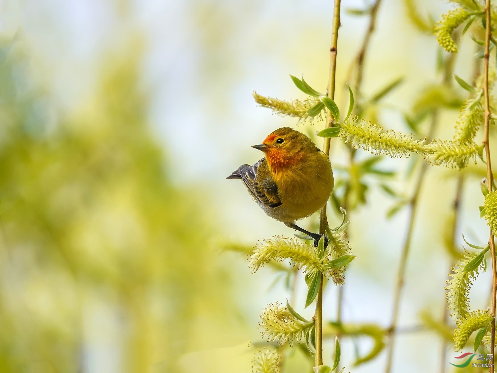 柳枝上的火冠雀