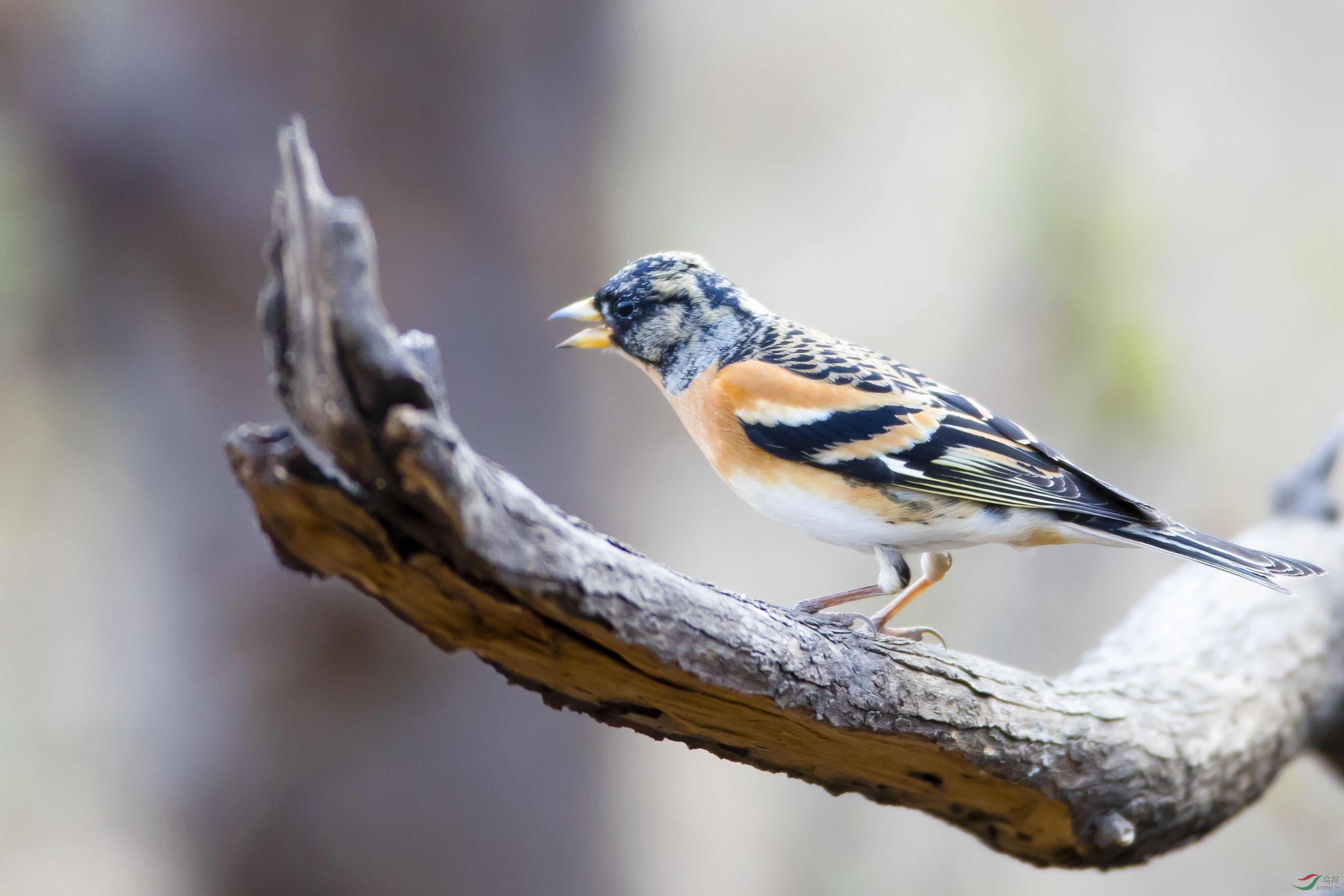 早安中国鸟网宁夏版—— 黑尾蜡嘴雀