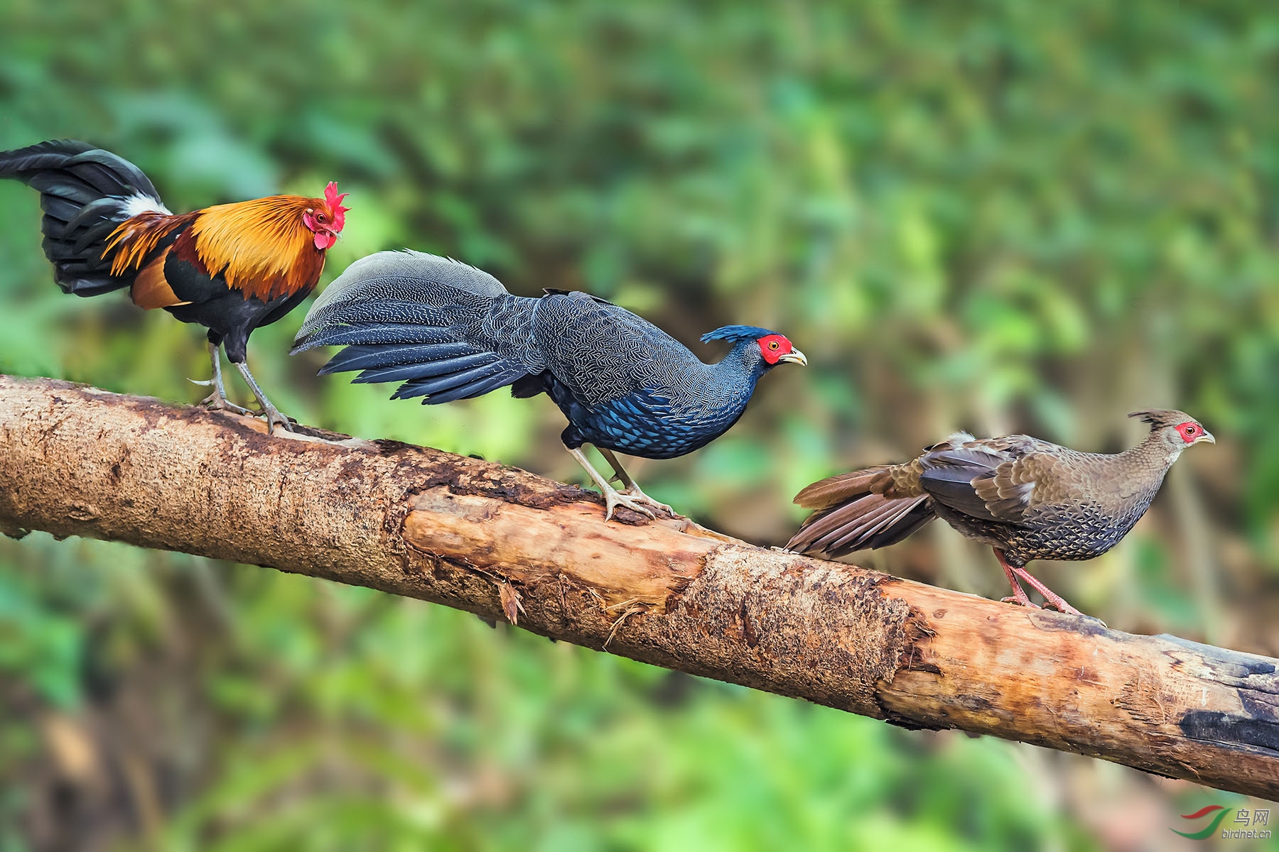 ��T̨������