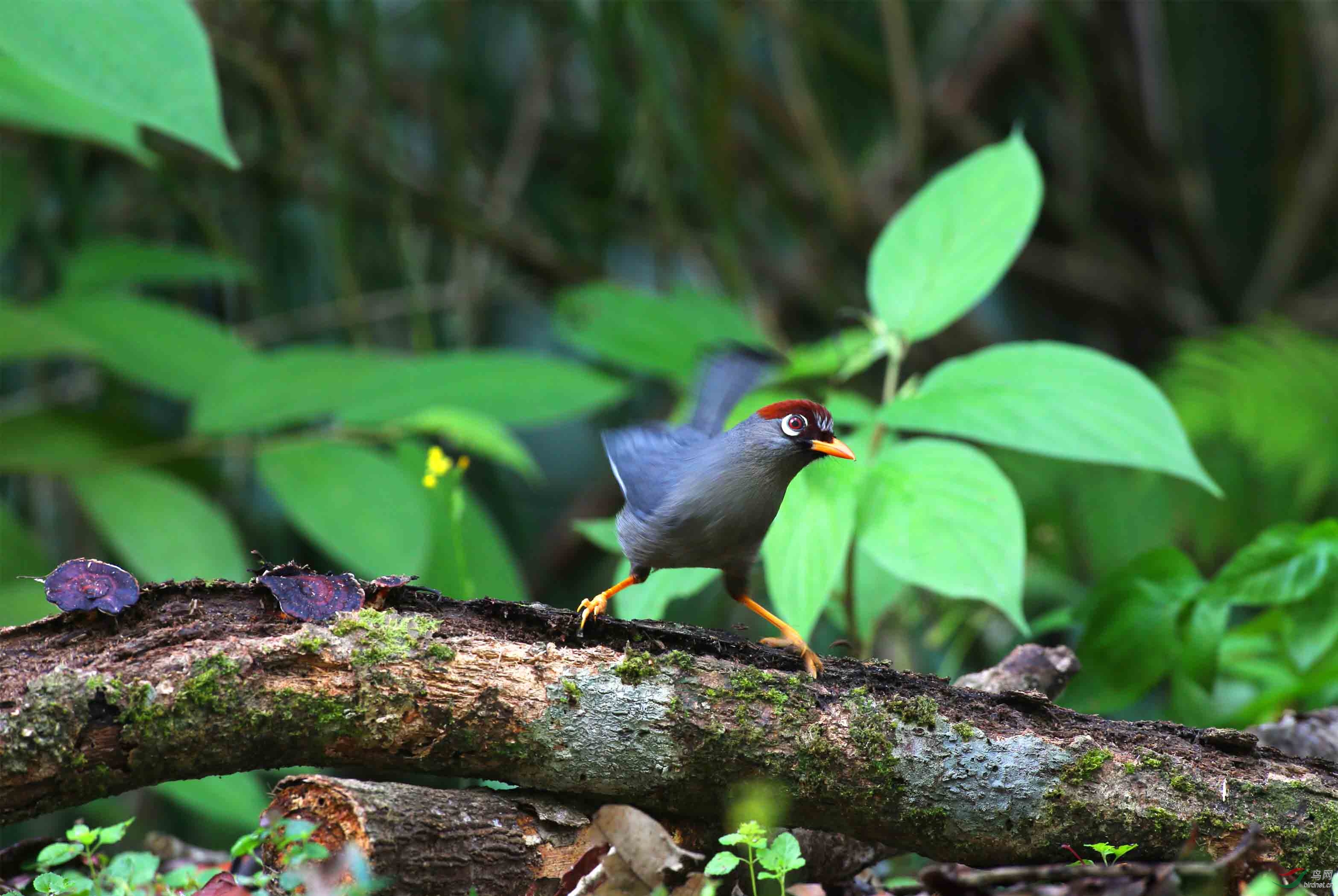 栗头噪鹛原片无裁剪