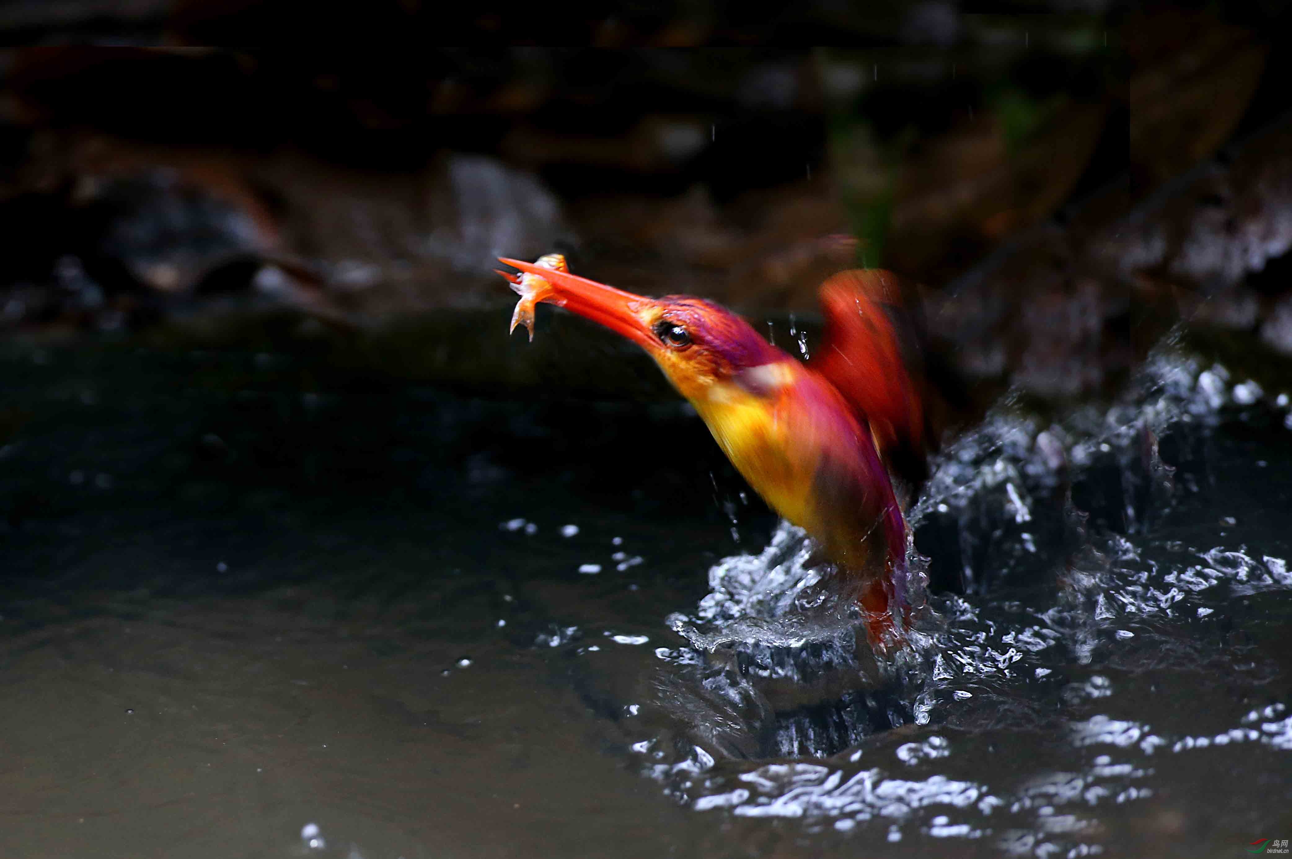 棕背三指翠鸟叼鱼出水