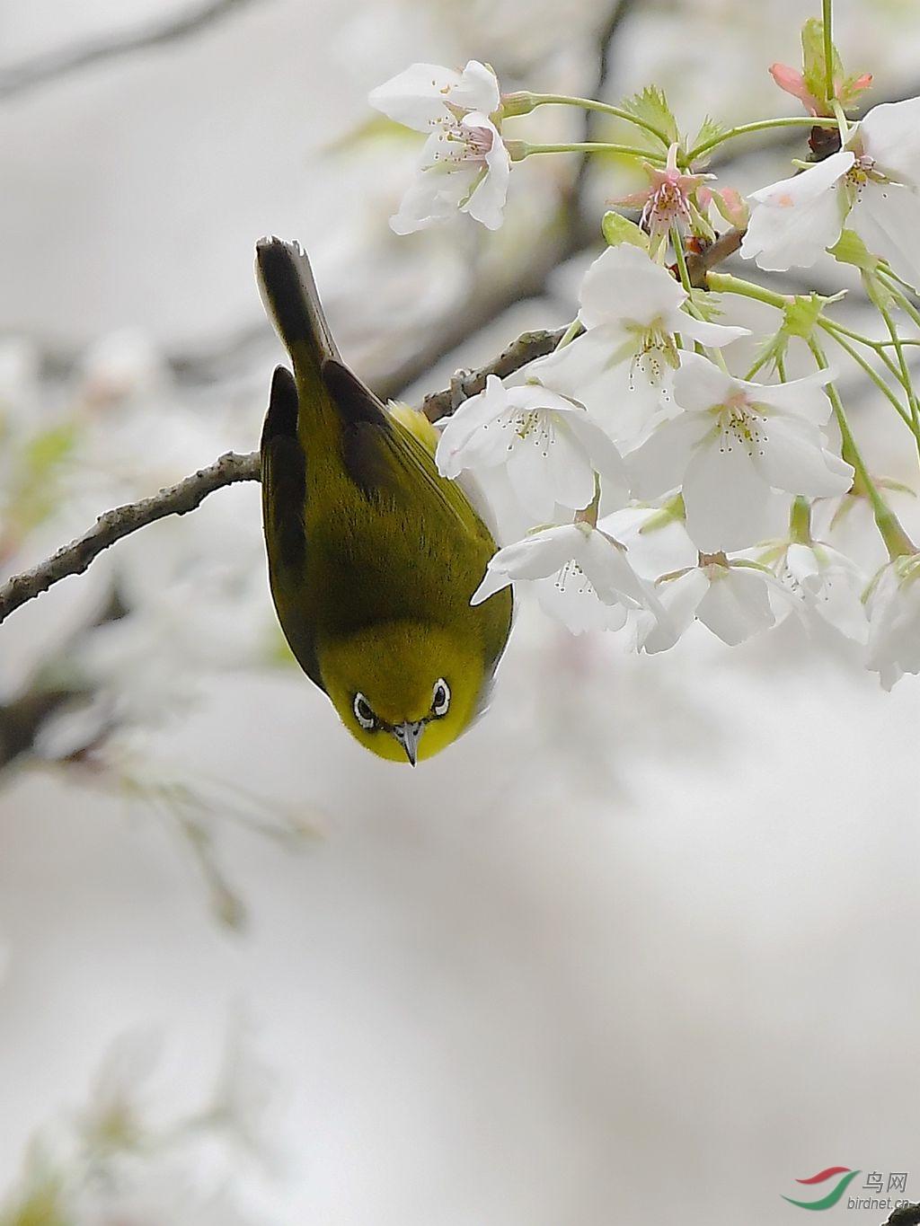绣眼倒挂金钩 - 山西版 shanxi 鸟网