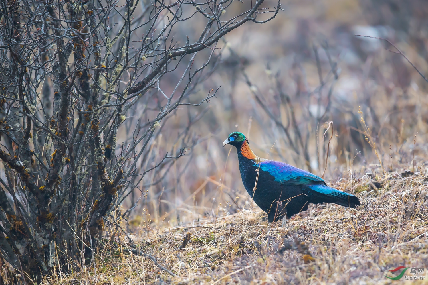 _DSC9964.jpg