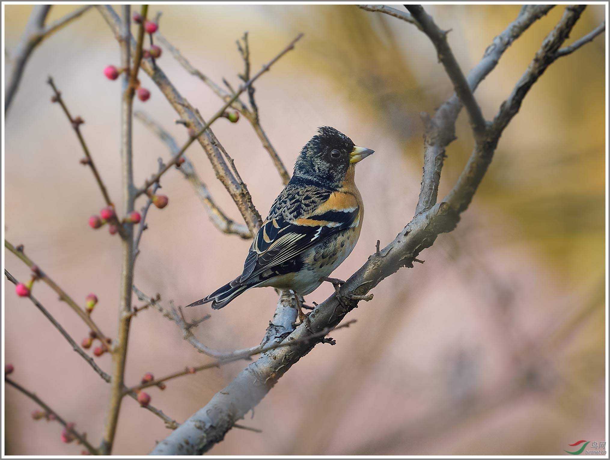 ��_XUX8563��Ϊ���ܶ���-1 2000.jpg