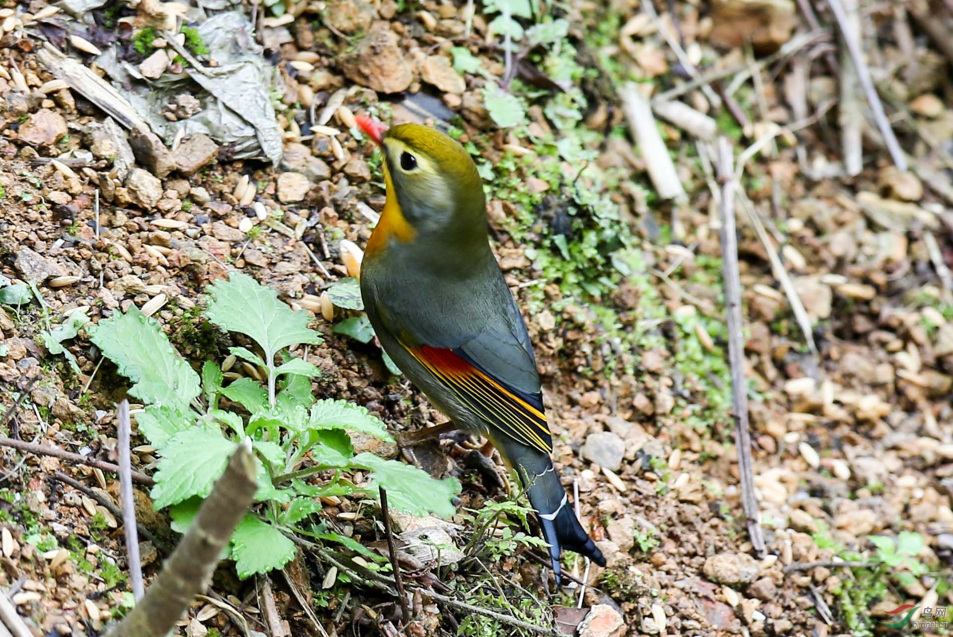 BD5Z0153.JPG