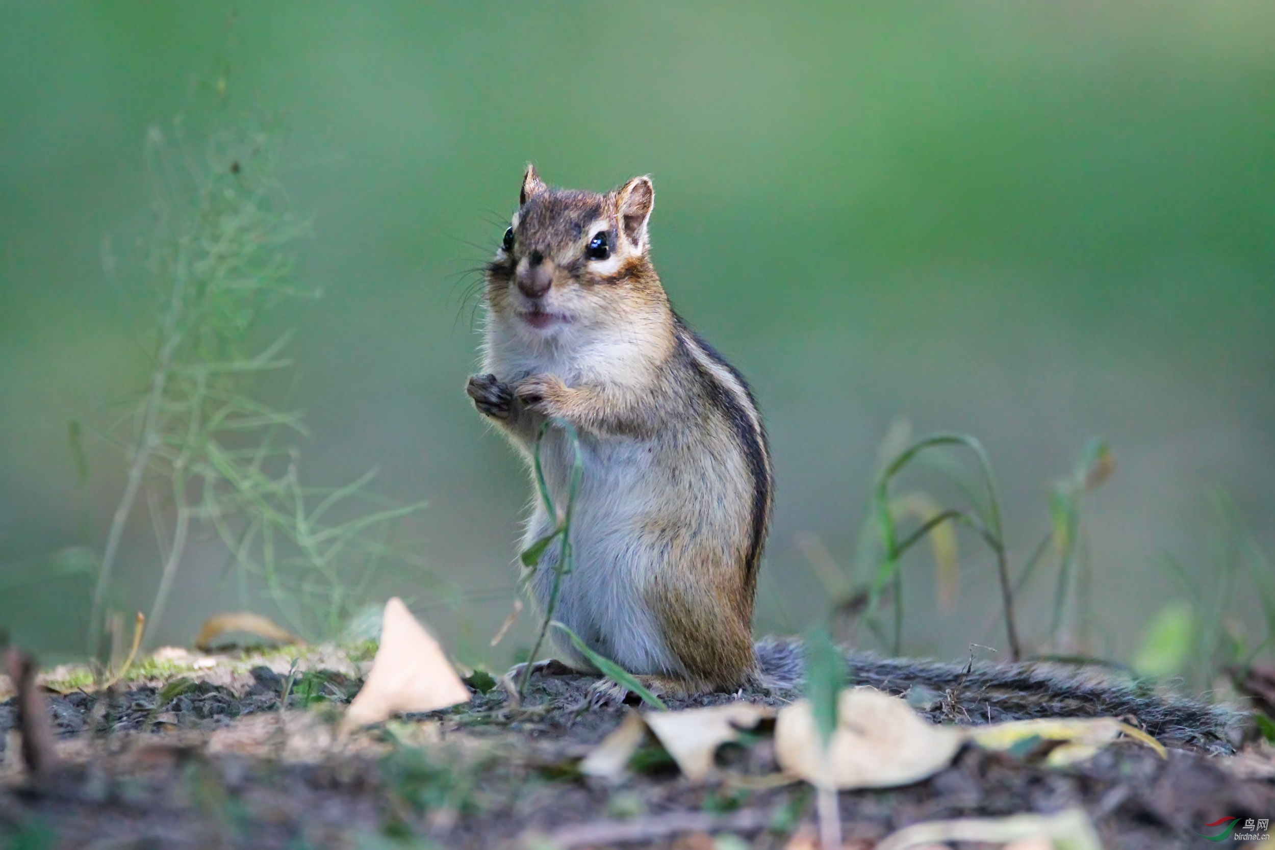 呆萌可爱的花栗鼠