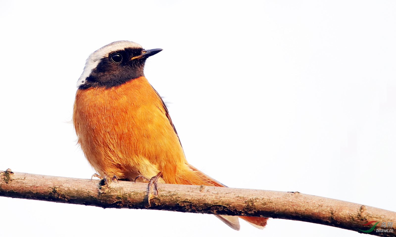 北红尾鸲(雄鸟) - 海南版 hainan 鸟网