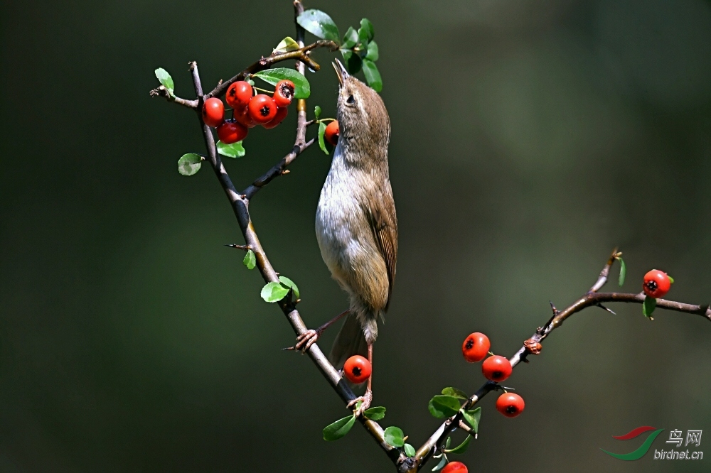 DSC_6388.jpg