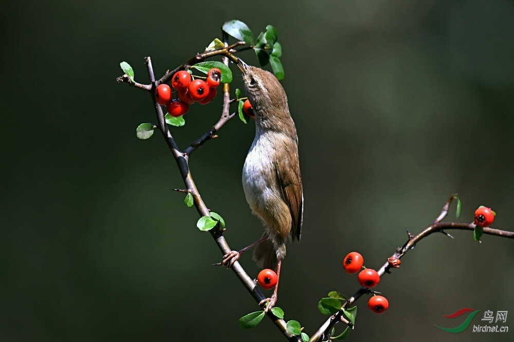 DSC_6403.jpg