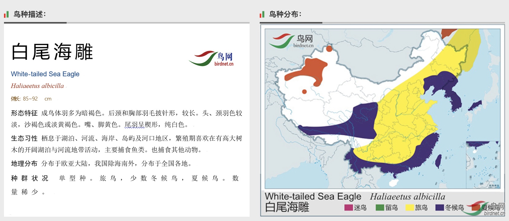 白尾海雕.jpg