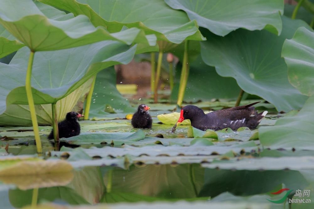 ���ȿ��� ����.jpg