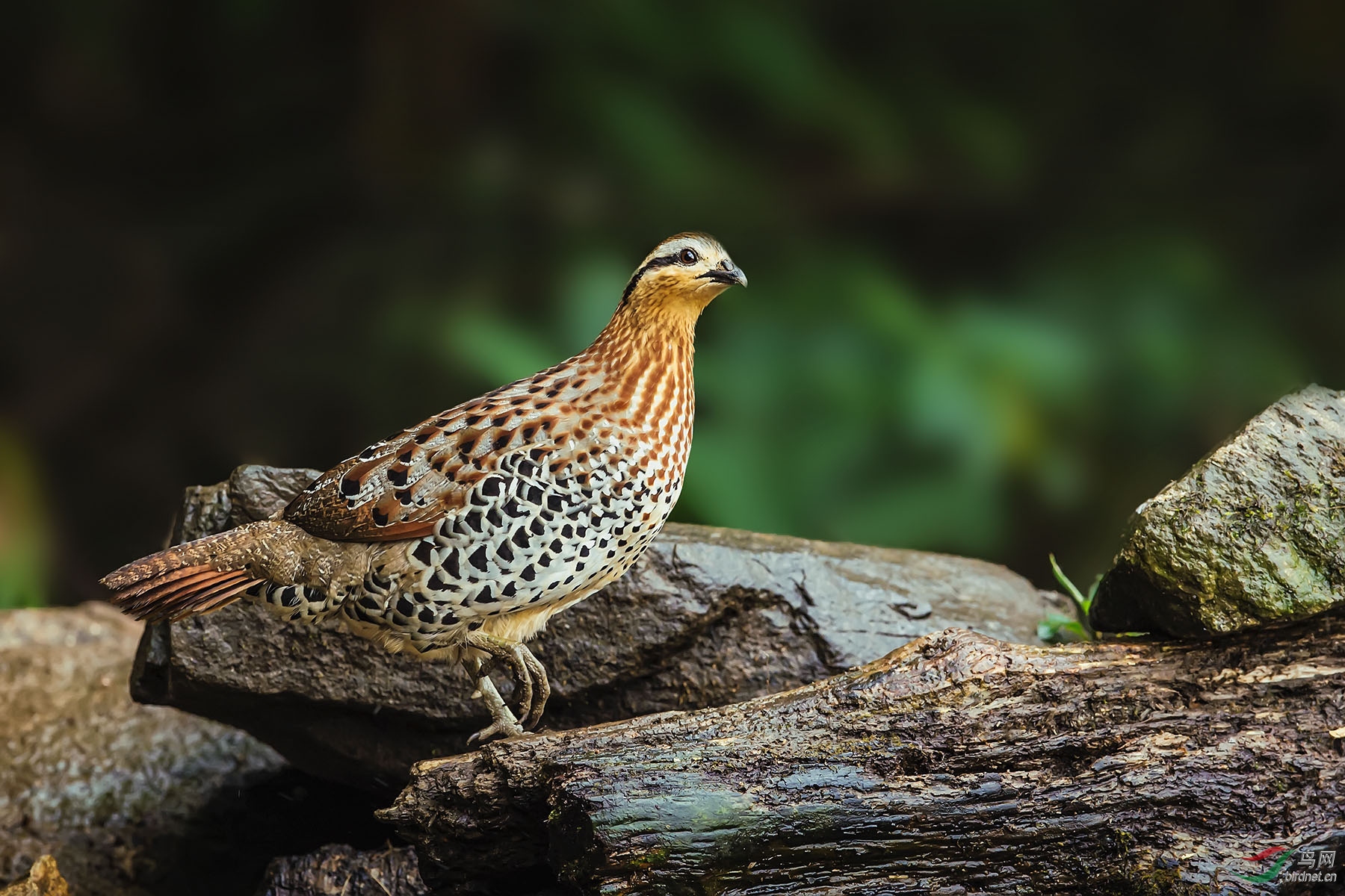 �¶�������������