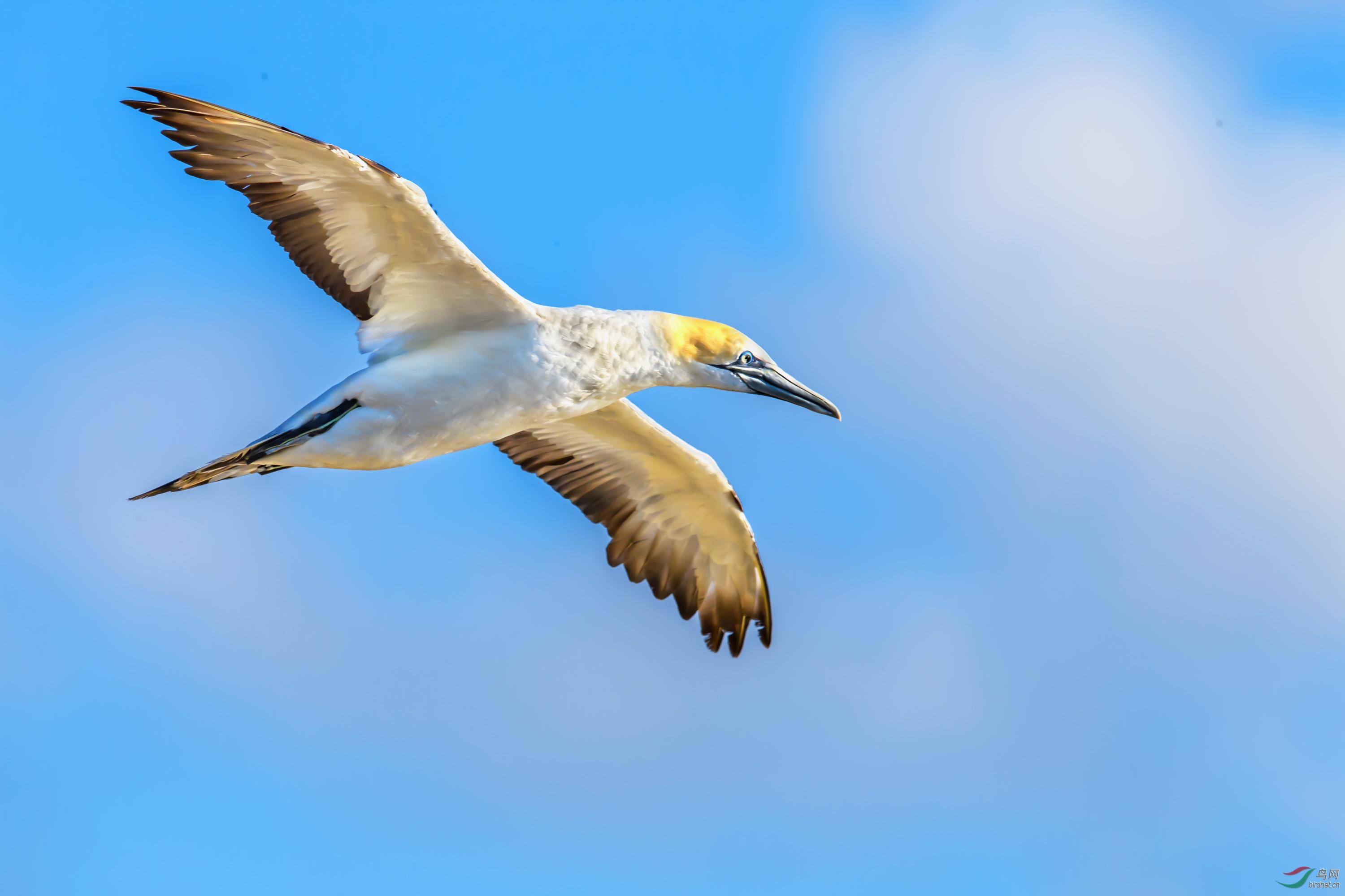 北方塘鹅(摄于新西兰)