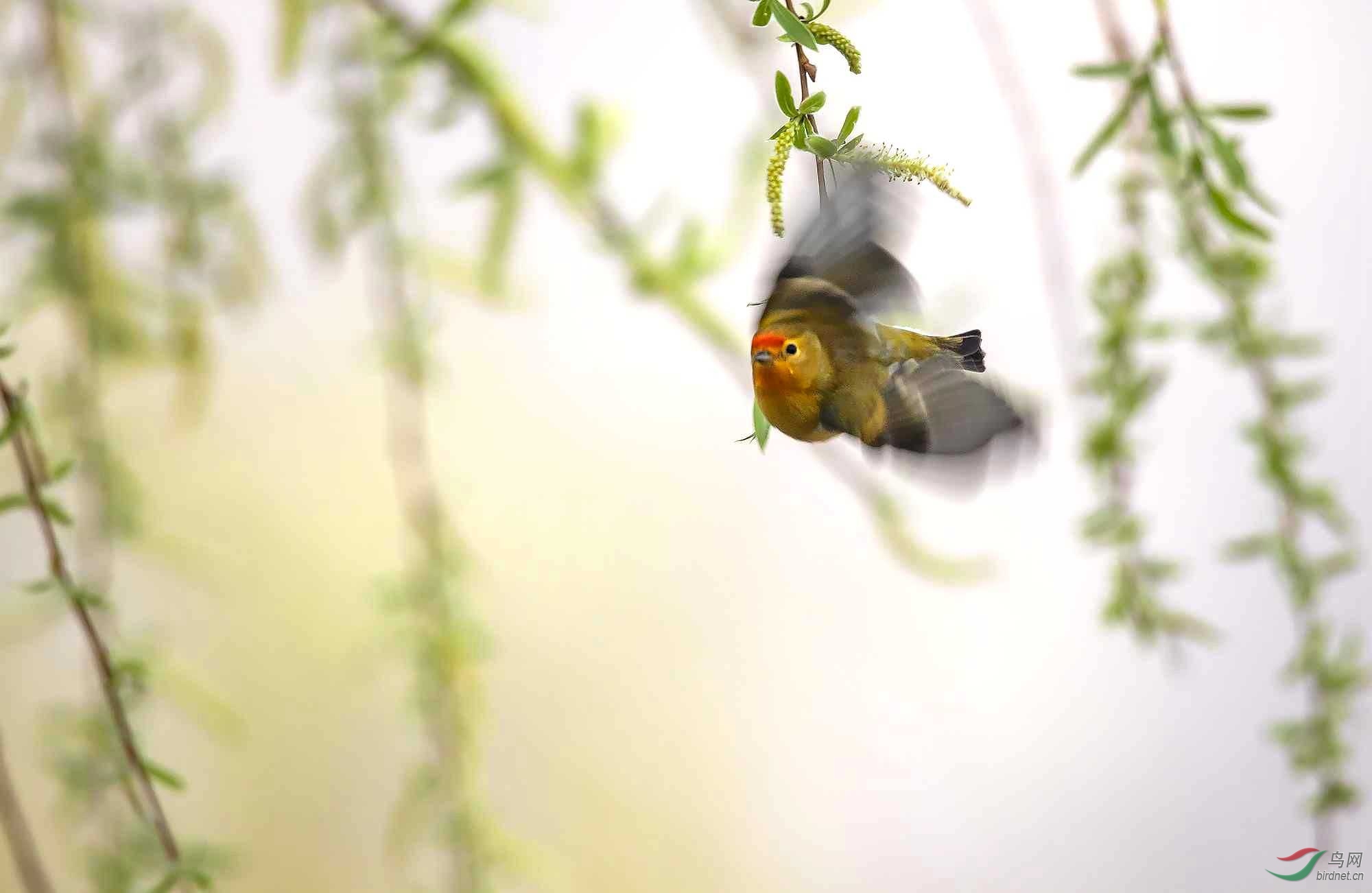 IMG_3186 ����.jpg