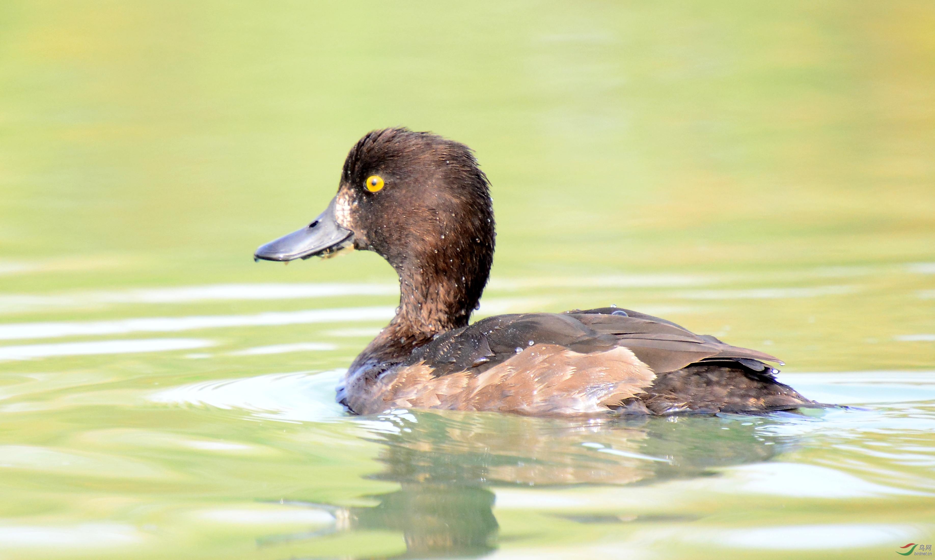 DSC_8411_conew1.jpg