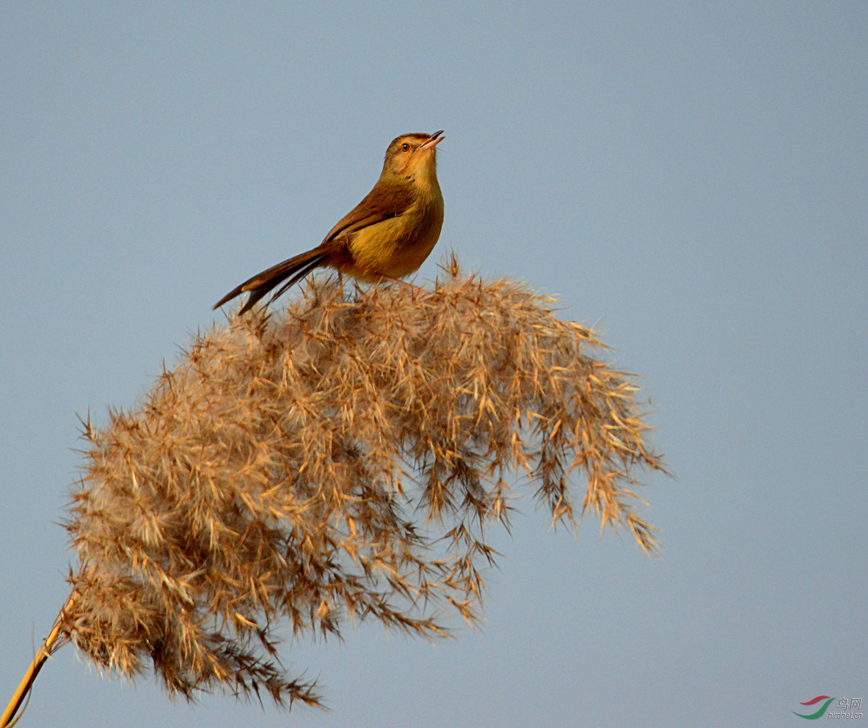DSC_7933.jpg