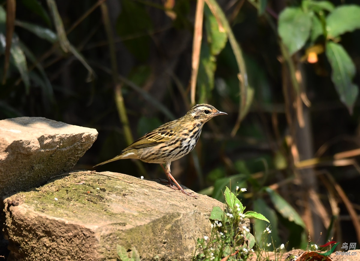 DSC_2031.jpg