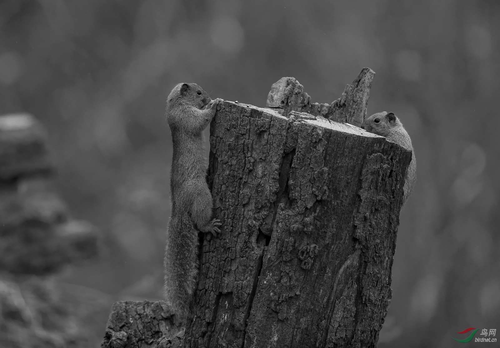 1DX_7678-B&amp;W_470K.jpg