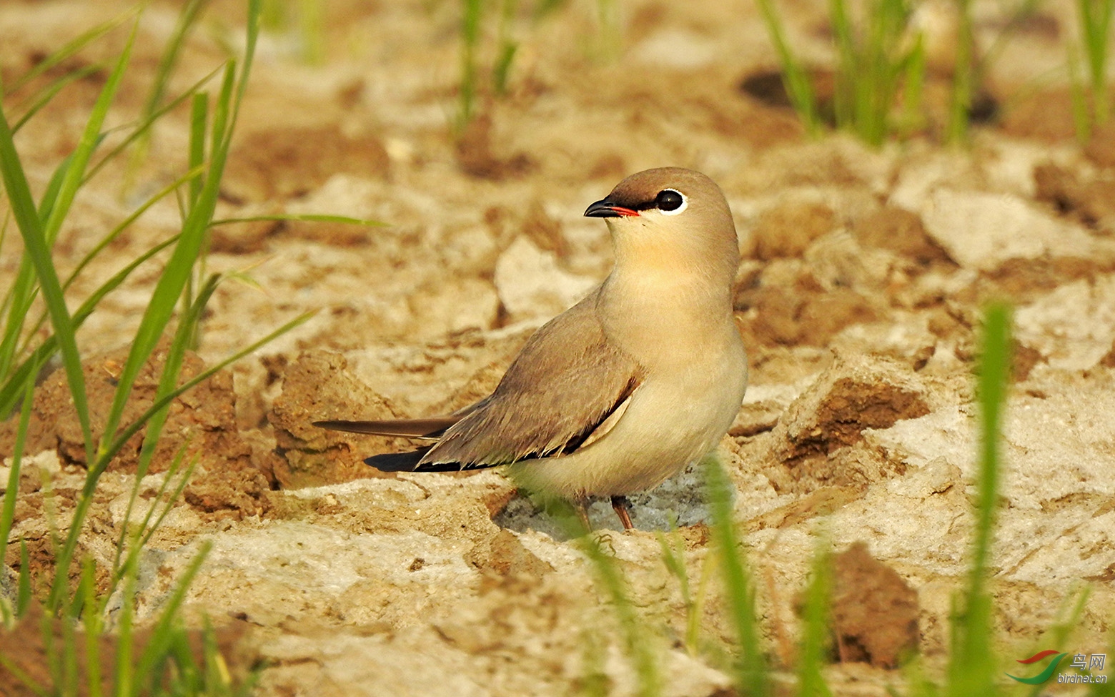 海南罕见迷鸟灰燕鸻