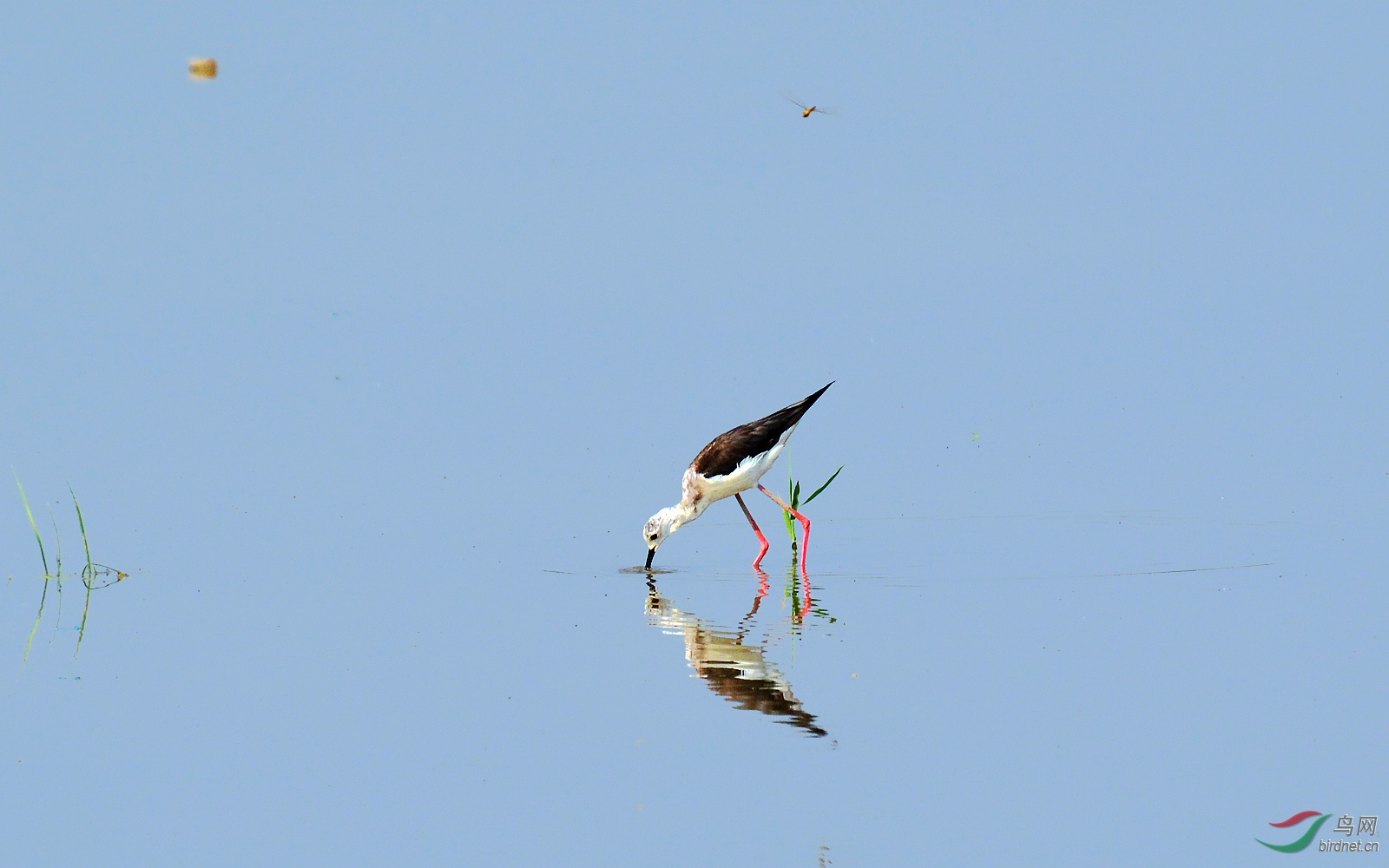 DSC_0443.JPG