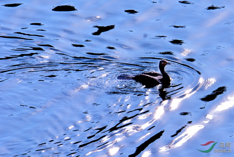 Picture 14056832.jpg