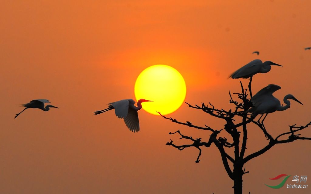 余霞成绮 - 山西版 shanxi 鸟网