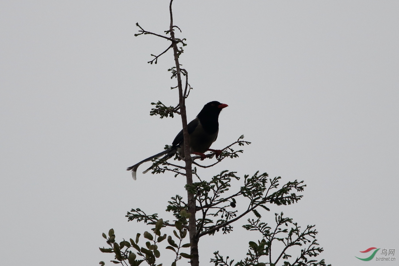 IMG_2733-1.JPG