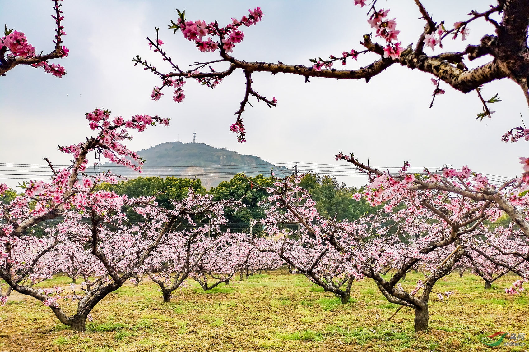 在那桃花盛开的地方—无锡阳山