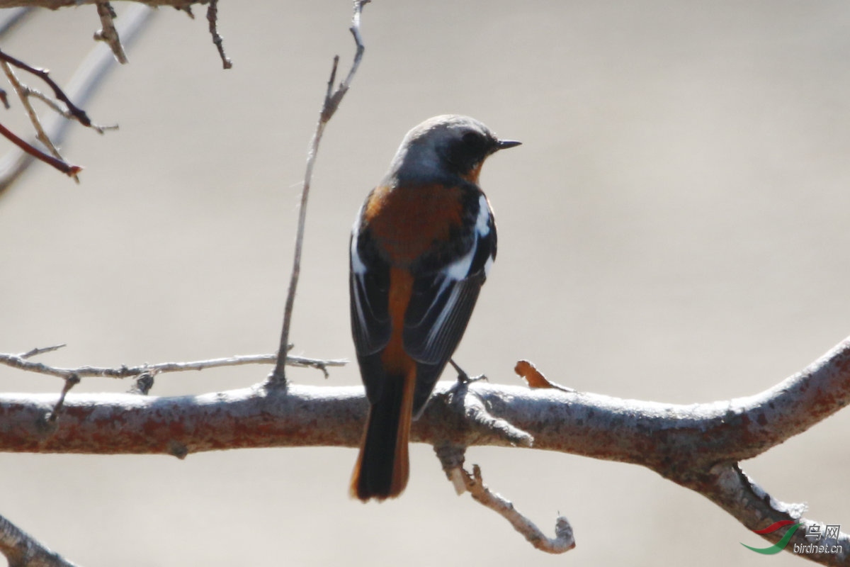 5�ǲ�ͷ��ȸ��