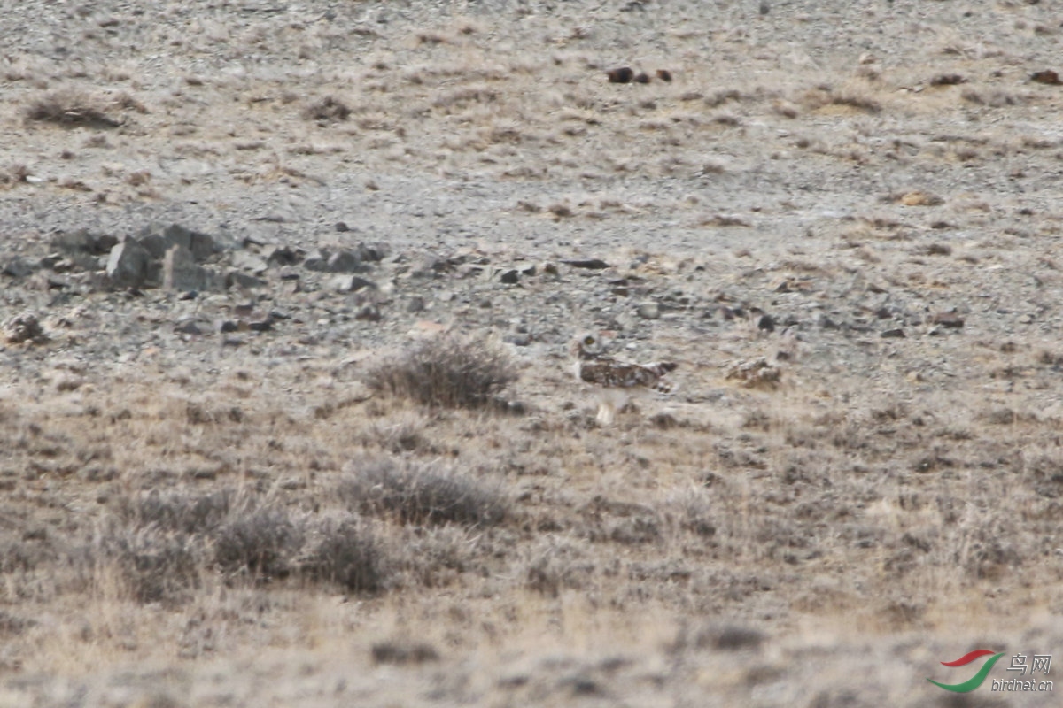 9/10�������ڸ��̲���ĵ��ģ���ϧ��̫�������۾��ܴ󣬲�������������èͷӥ֮��ġ