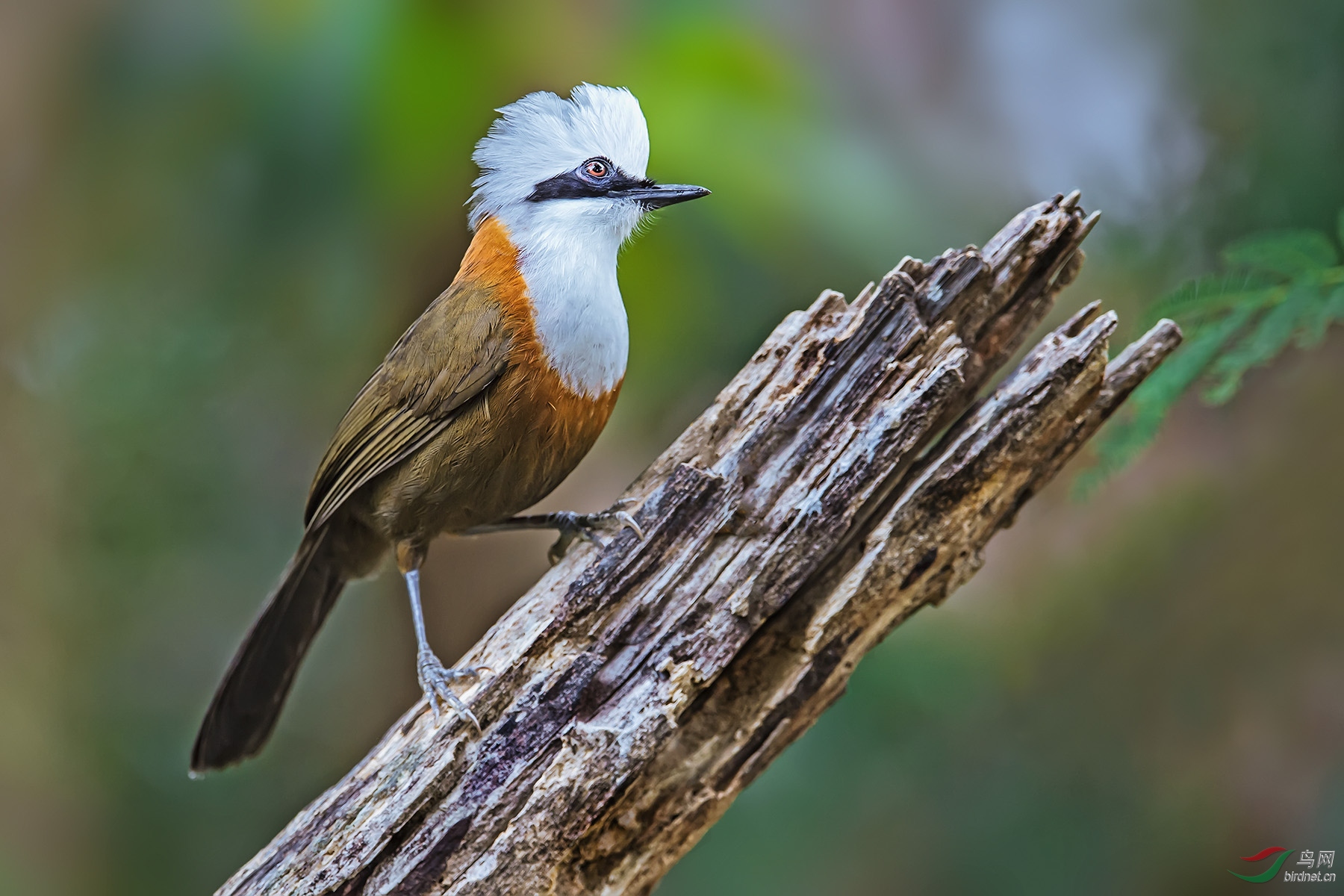 �׹�����