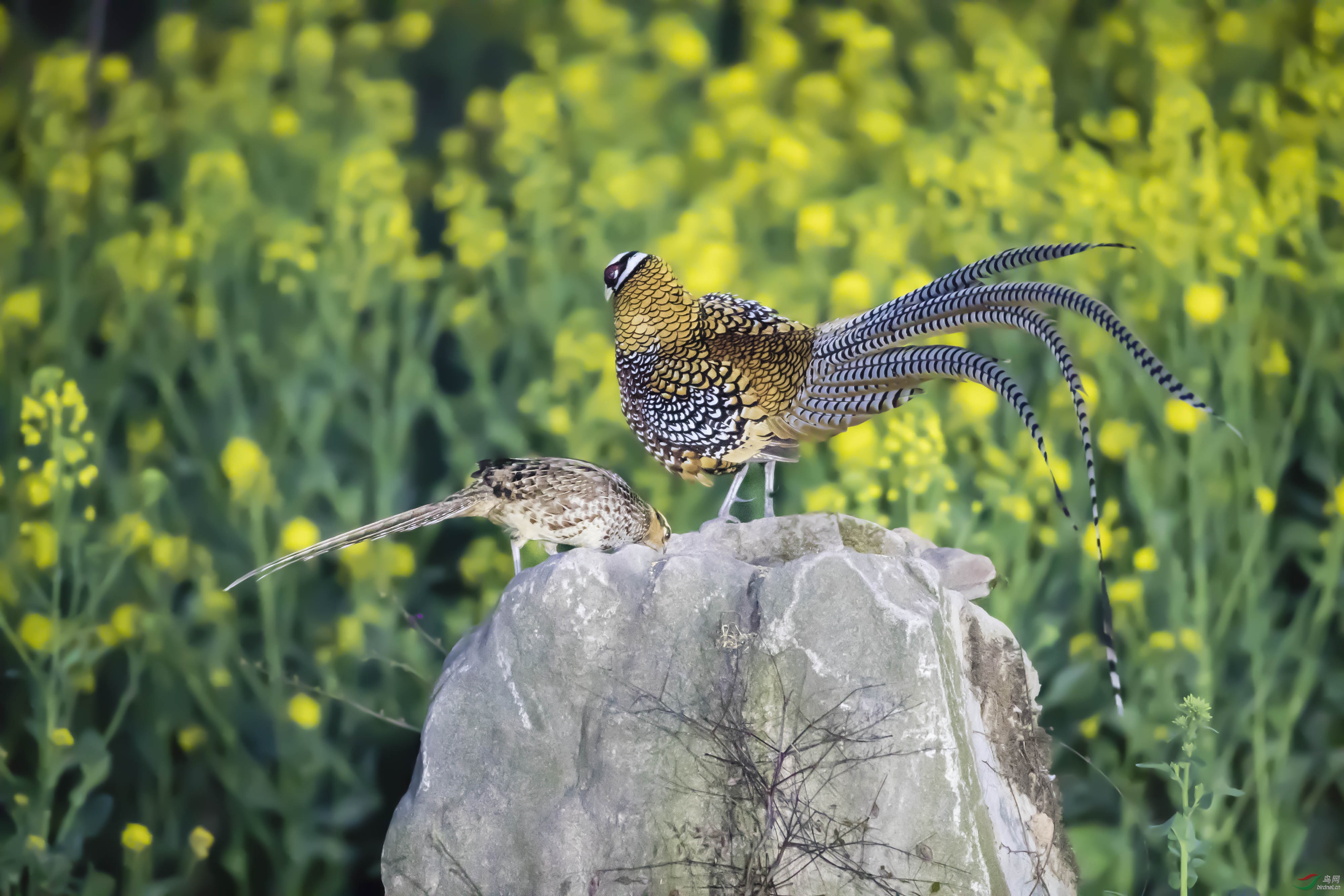 早安中国鸟网白冠长尾雉的靓装