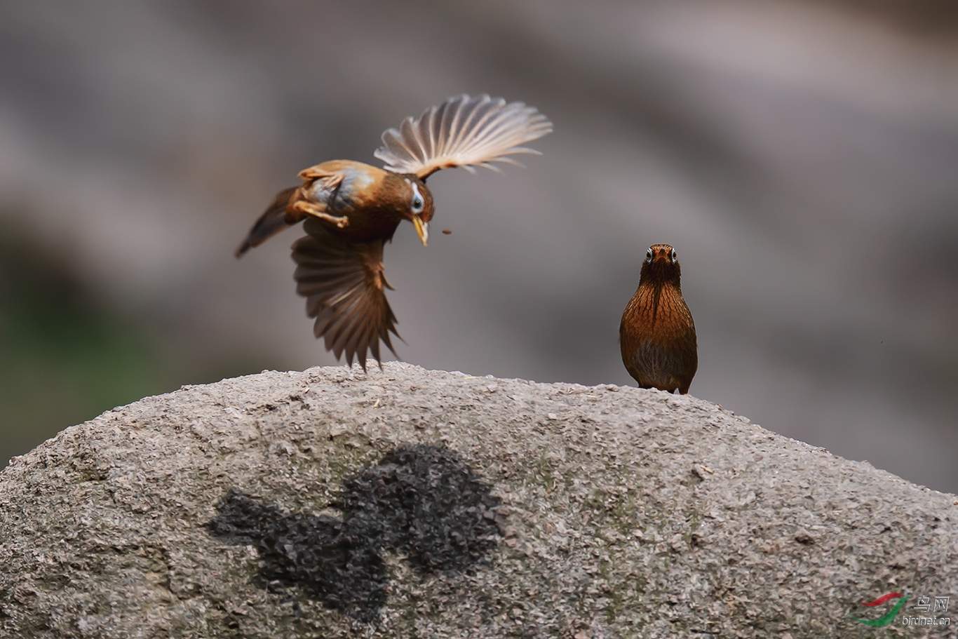 DSC_p4629.jpg