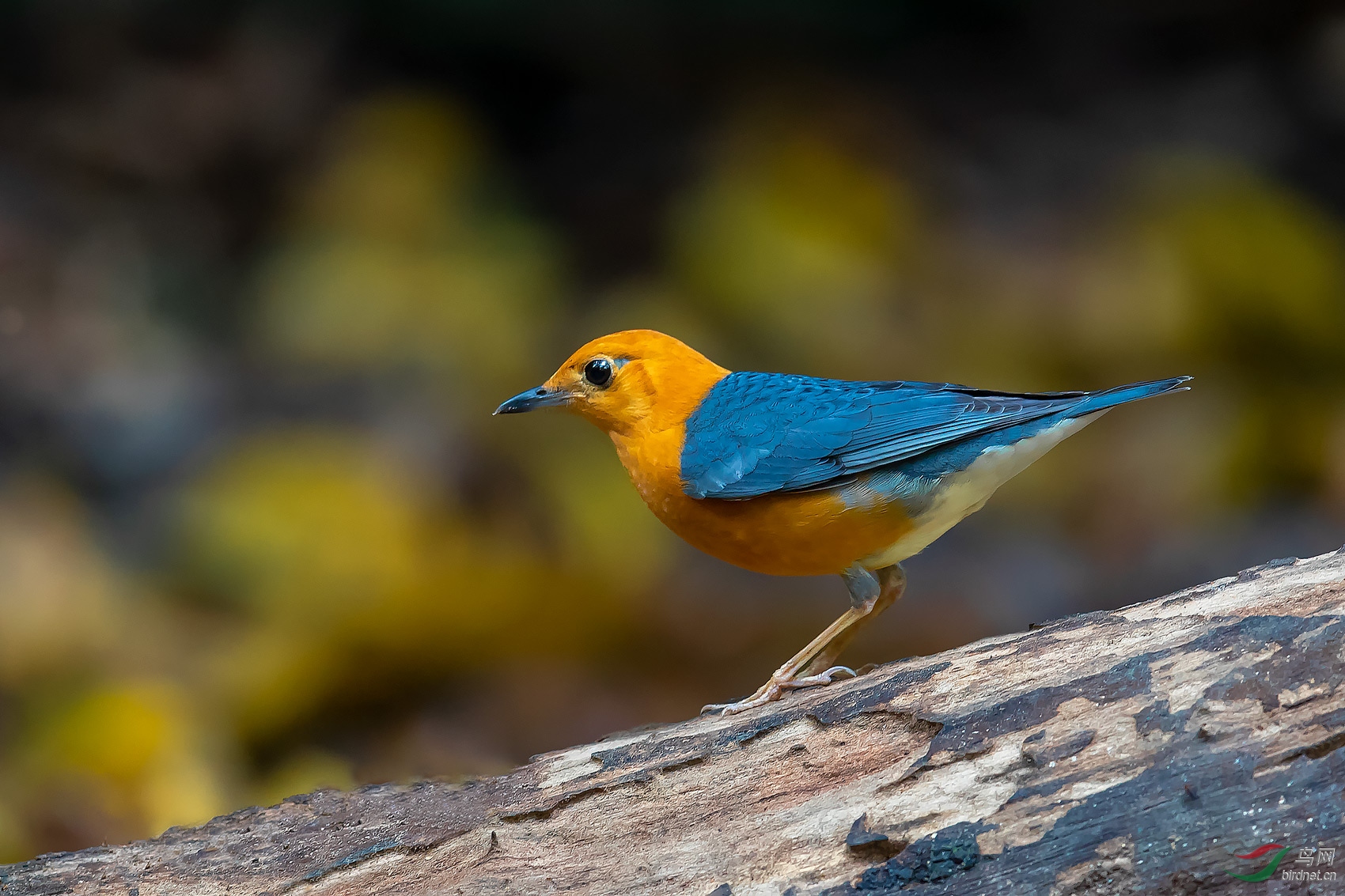 橙头地鸫 - 甘肃版 gansu 鸟网