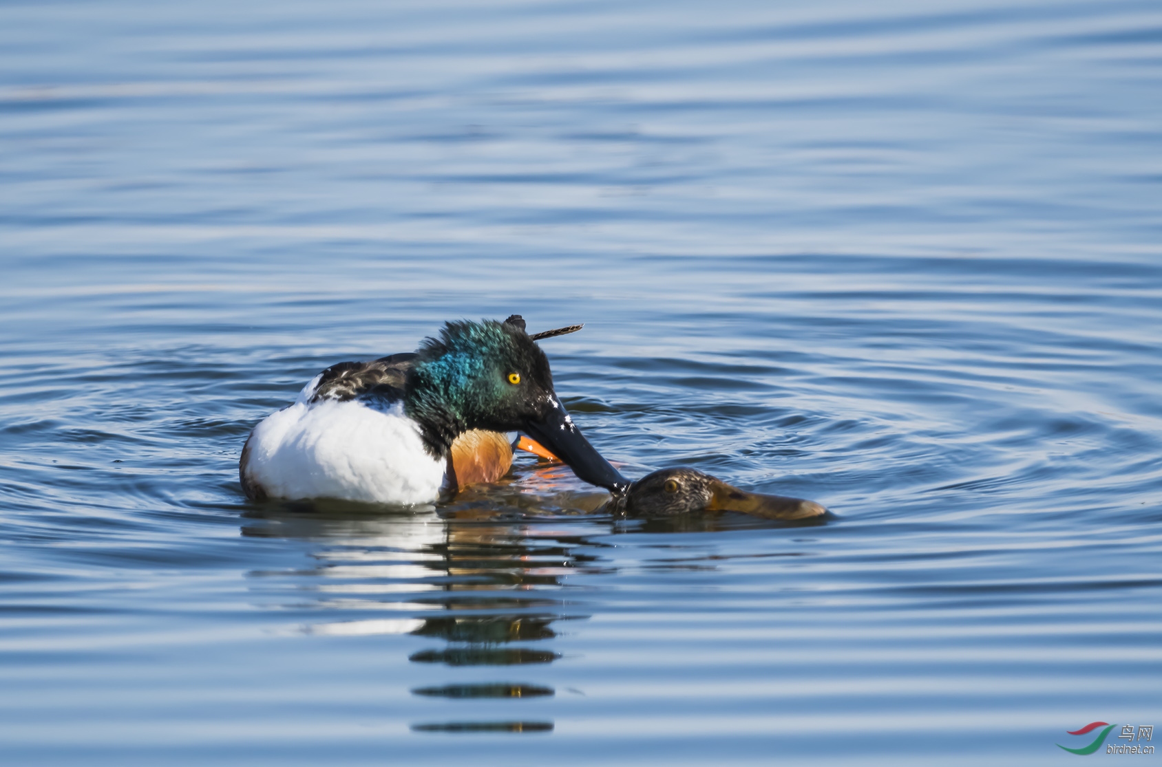 ������̬�����黳