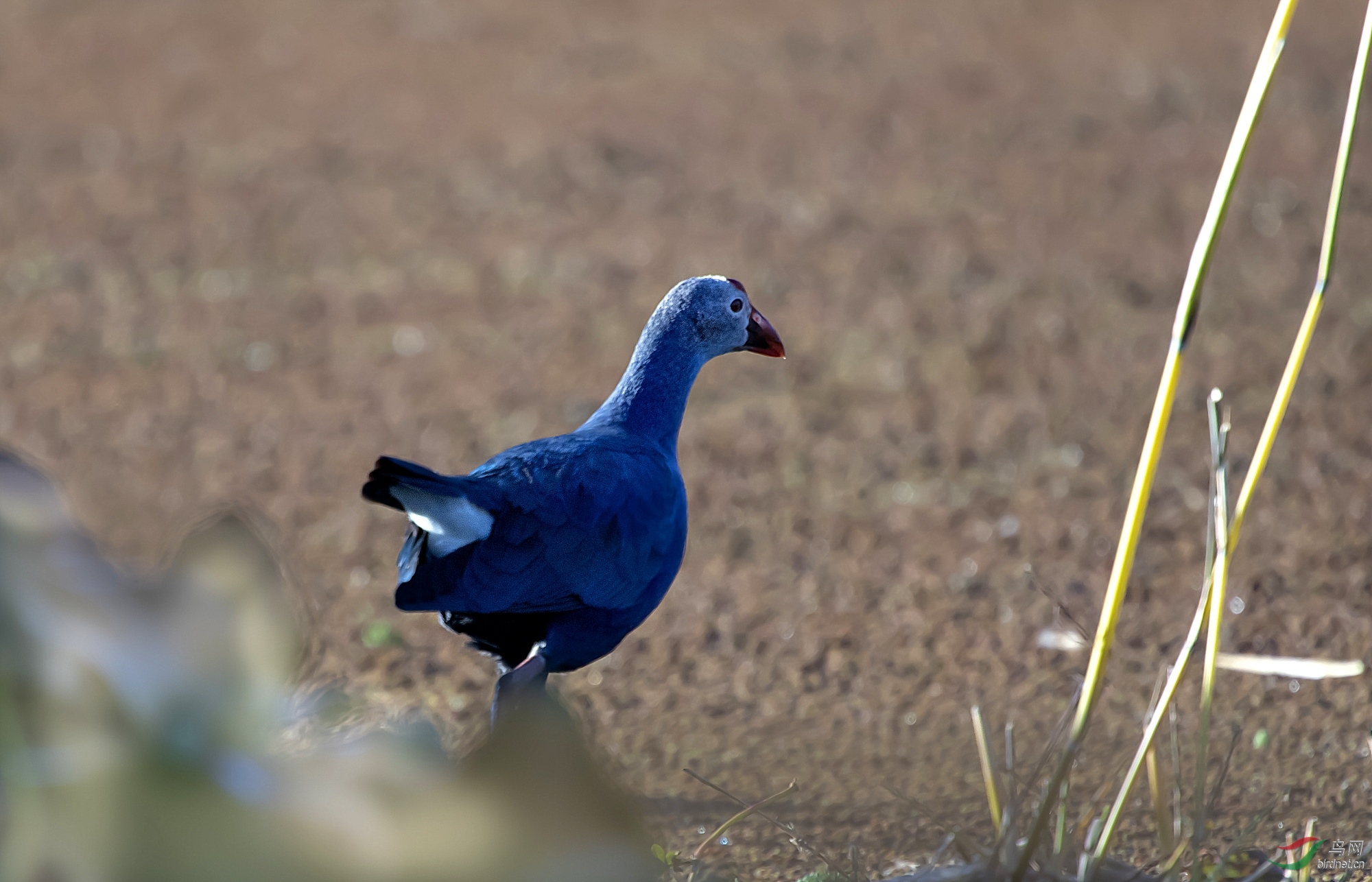 DSC_3376_����.jpg