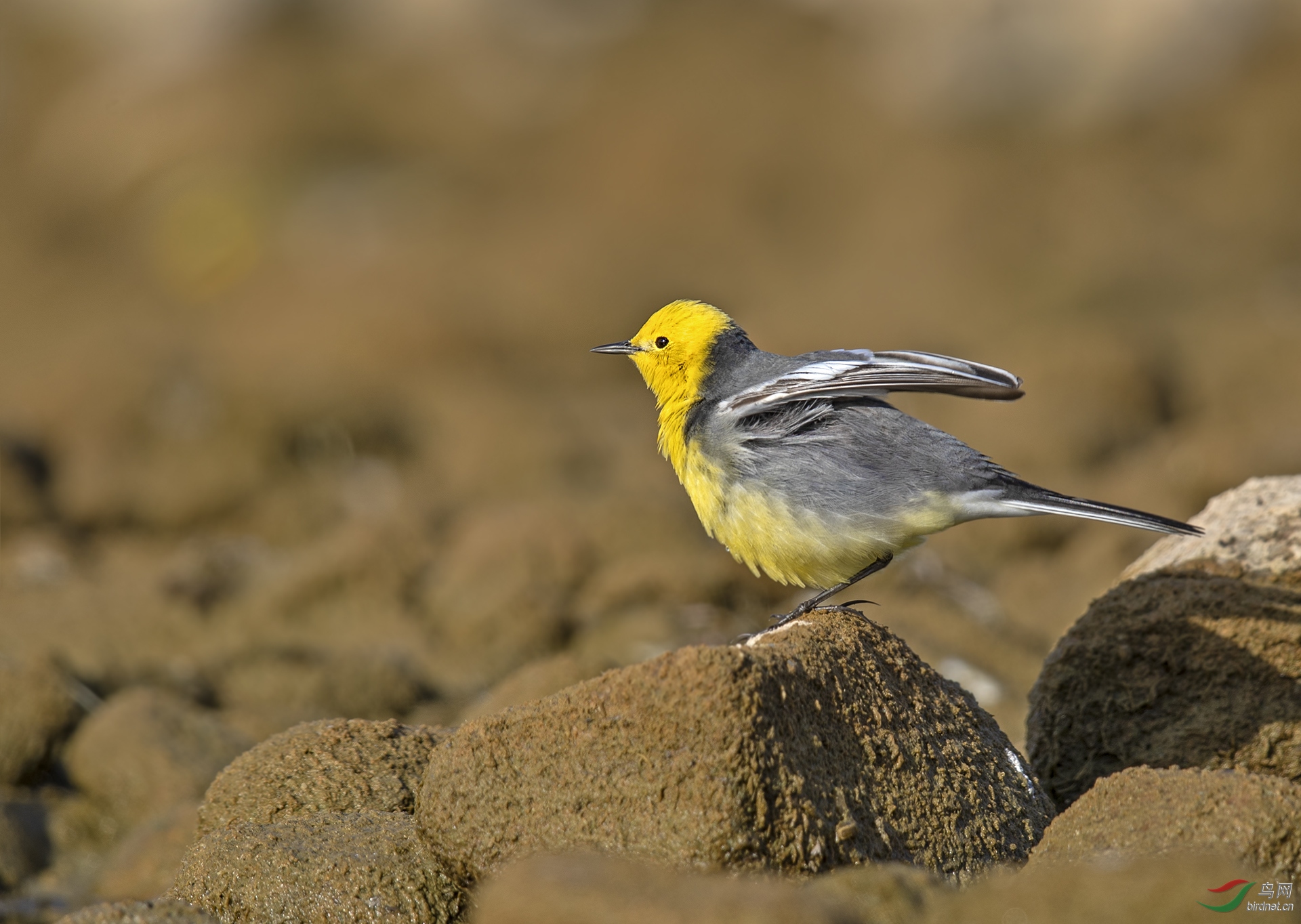 助力河北之--黄头鹡 