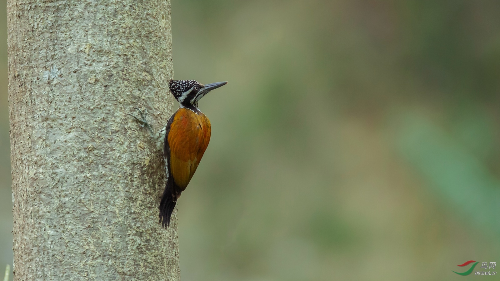 大金背啄木鸟 - 上海版 shanghai 鸟网