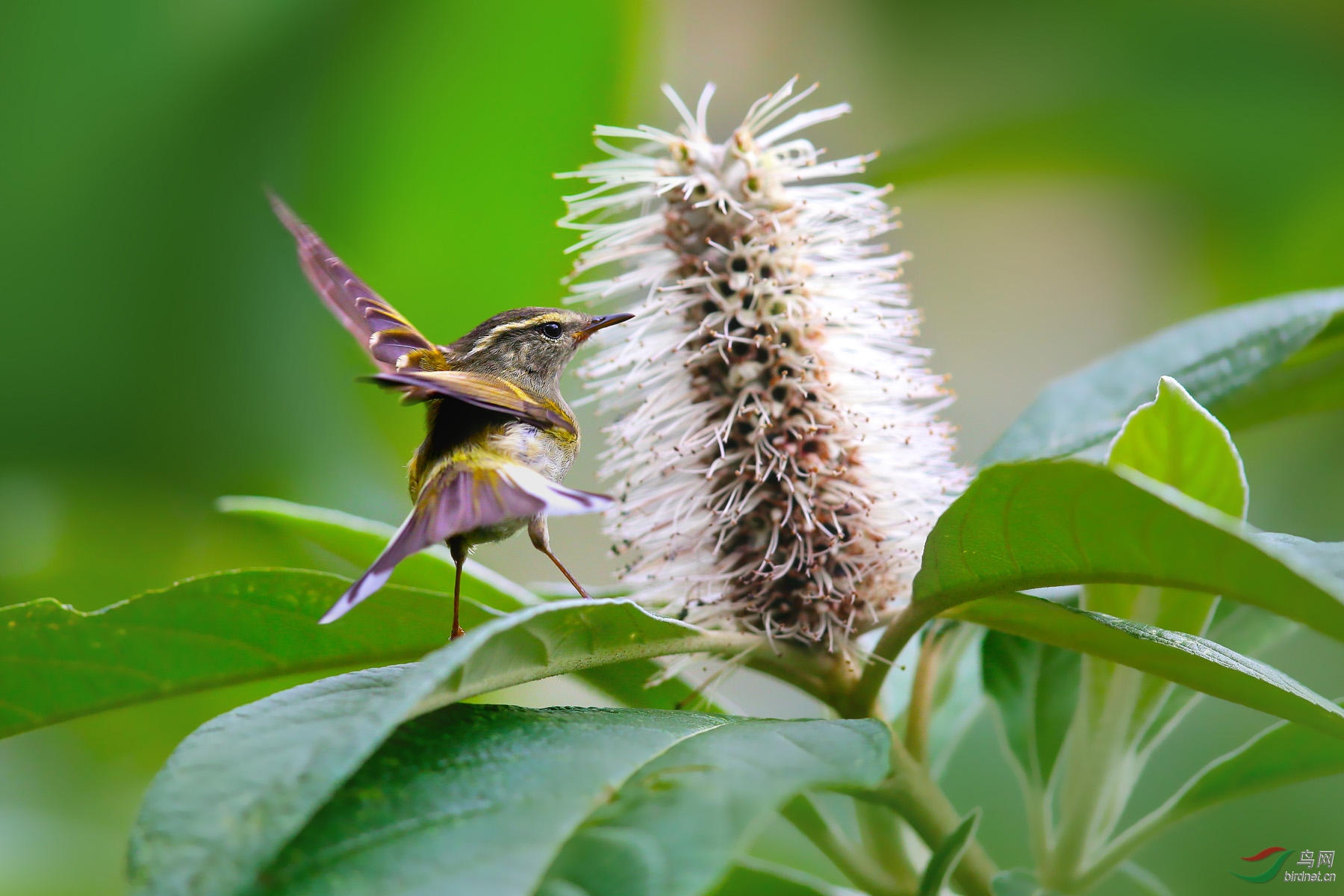 《米团花开柳莺欢》