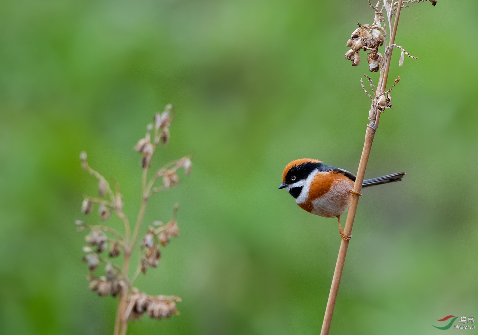 DSC_6362.jpg