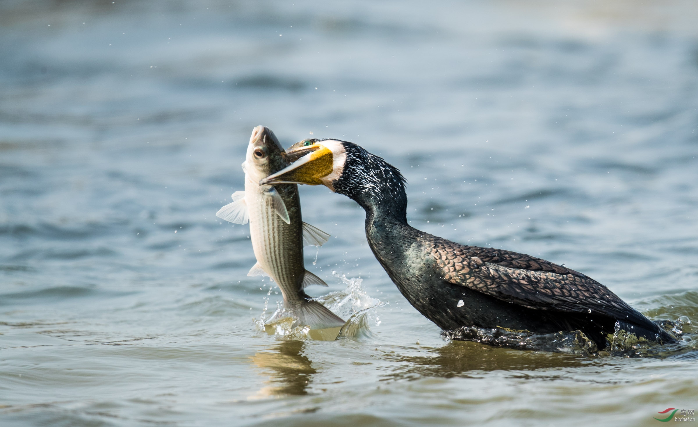 狂野鸬鹚之十七