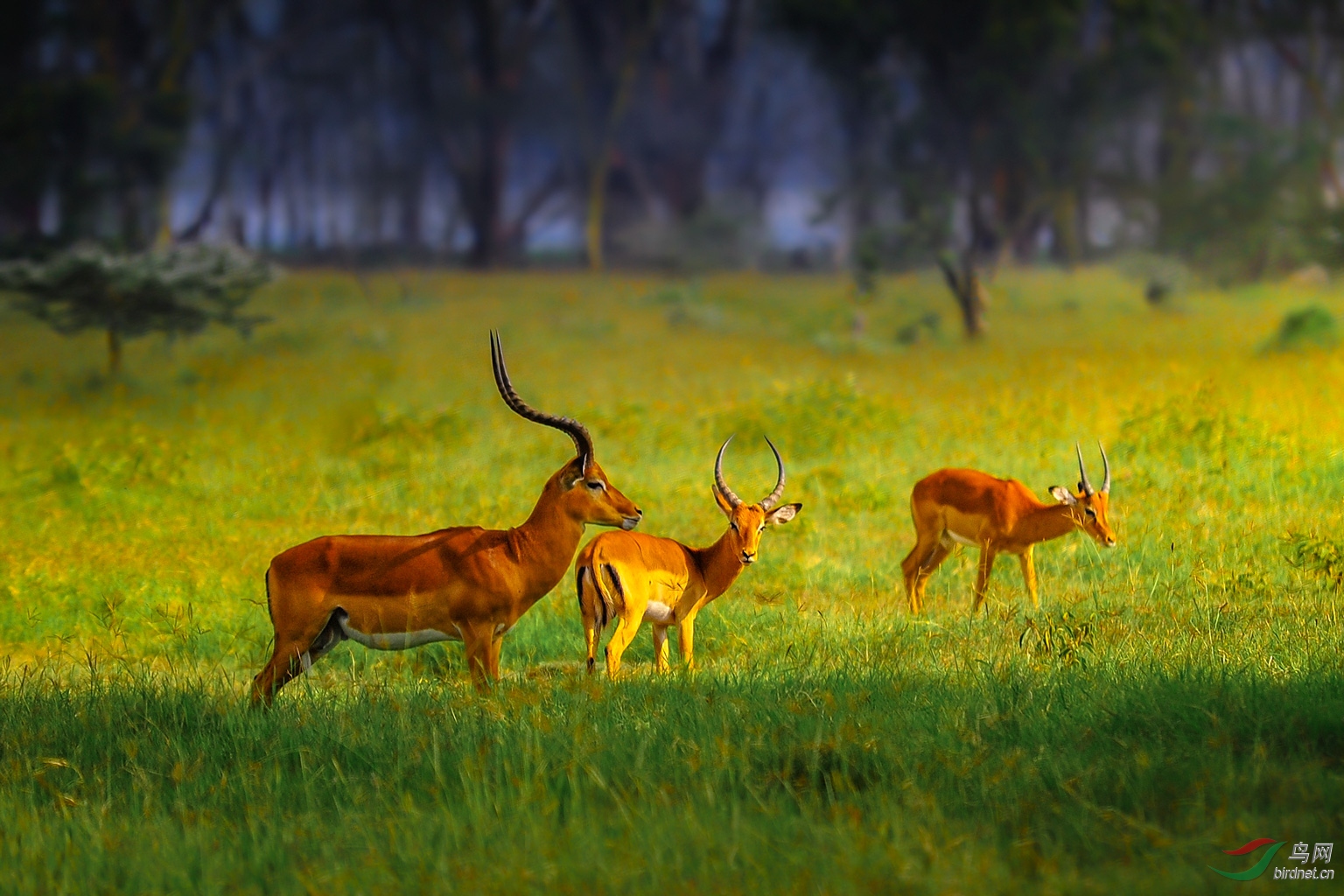 守护(马赛马拉草原羚羊) 荣获首页精华>